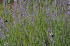 Bumblebees on Lavender 